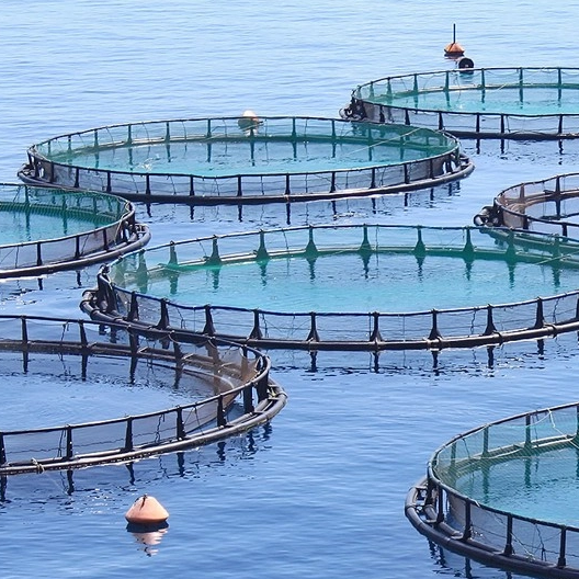 How To Prevent Mechanical Seal Failures in Challenging Fisheries And Aquaculture Environments?