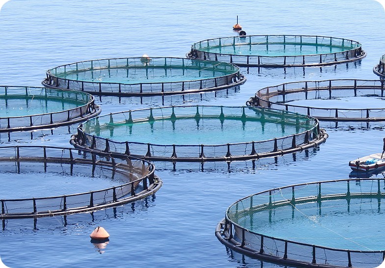 Fisheries & Aquaculture
